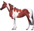 Paint horse adulte - robe 35