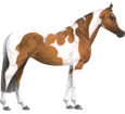 Paint horse Adulte - robe 5