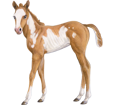 Paint horse Poulain - robe 80